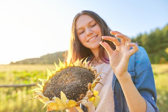 Teen Girl With Ripe Sunflower Plant, Female Shows Ripe Black Seed