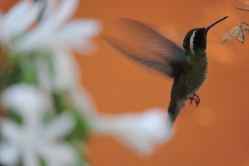 colibri © roselosfoto