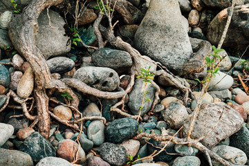 Small green sprouts of tree grows from roots. Nature sunny background of beautiful roots of deciduous tree on stony shore. Tree grows on of pile stones. Vitality plants. Snags on boulders in sunlight.