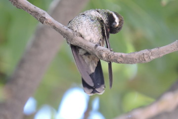 colibri © roselosfoto