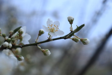 branch of a blossoming tree