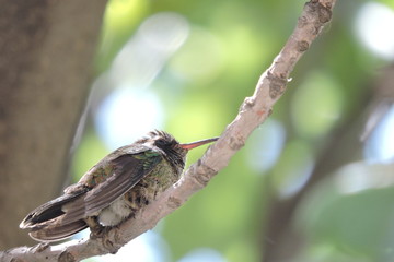 colibri © roselosfoto