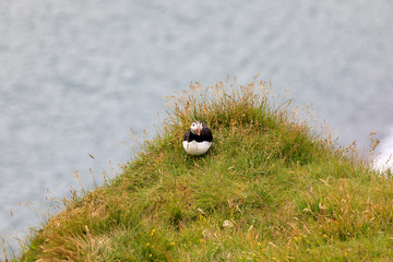 Vik / Iceland - August 15, 2017: Puffins at Dyrholaey promontory, Vik, Iceland, Europe