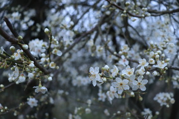 white flowers in spring