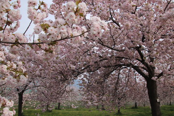 Fototapeta premium cherry tree in bloom