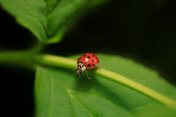 Red ladybug sitting on leaf © olena