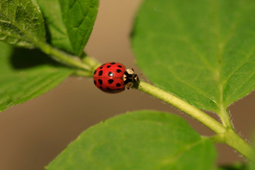 Red ladybug sitting on leaf