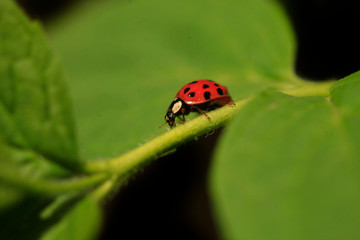 Red ladybug sitting on leaf