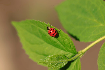 Red ladybug sitting on leaf