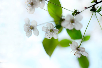 White flowers of spring blossom