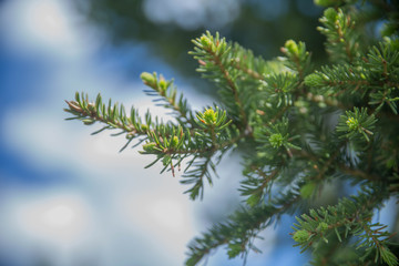 Fir tree brunch close up. Shallow focus. Fluffy fir tree brunch close up. Christmas wallpaper concept. Copy space.