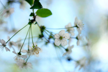 White flowers of spring blossom