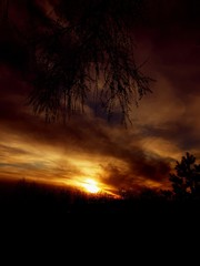 sunset in the forest