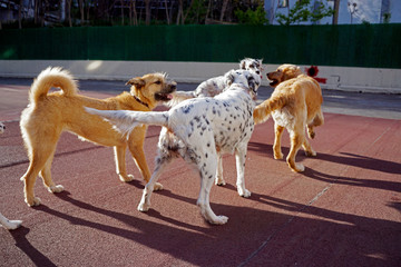 Dogs playing in the park