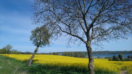 Fototapeta premium Rapsfeld mit Bäumen