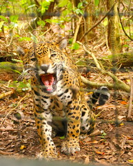 angry jaguar hissing