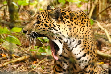 close up of jaguar