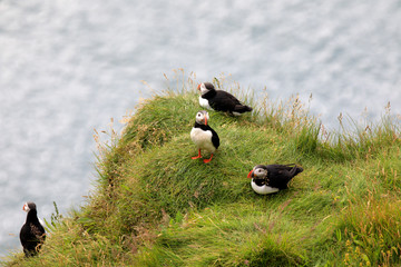 Vik / Iceland - August 15, 2017: Puffins at Dyrholaey promontory, Vik, Iceland, Europe