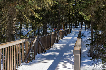 path in the forest winter landscape hiking trail.