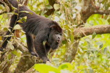 howler monkey in the tree