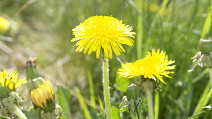 butterblume