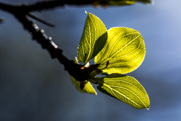 Nature waking up after a long winter