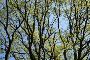 Aufblühende alte Eiche vor blauem Himmel