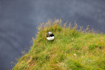 Vik / Iceland - August 15, 2017: Puffins at Dyrholaey promontory, Vik, Iceland, Europe