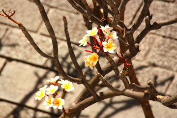 yellow flowers on tree
