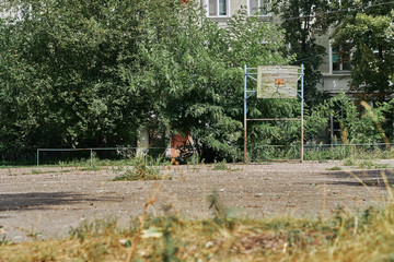 Open basketball court near an abandoned school