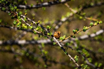 Nature waking up after a long winter
