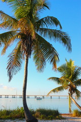 Fototapeta na wymiar palm trees at the sea at florida keys