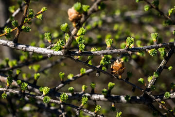 Nature waking up after a long winter