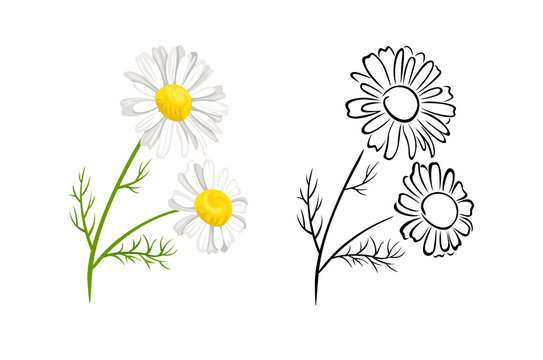 Chamomile flowers isolated on white background. Vector color illustration of  blooming plant in cartoon flat style and black and white outline. Herbs Icon. White daisy flowers with green leaves.