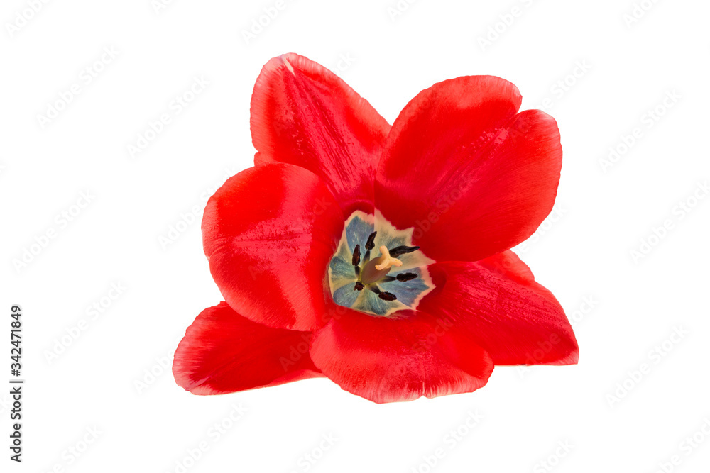 Wall mural tulip bud on a white background isolated