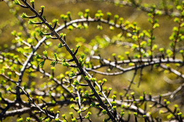 Nature waking up after a long winter