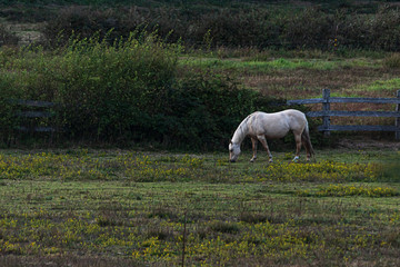 Fototapeta premium horses wandering around a ranch and grazing at dusk