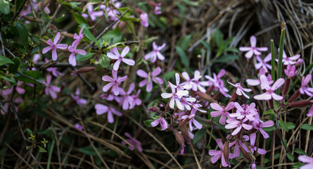 pequeñas flores silbestres de color violeta
