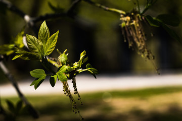 Nature waking up after a long winter