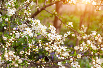 Fresh bright white flowers of blossoming asian cherry in the garden in spring close up.