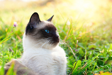 Cute Cat in Green Grass in Summer - Beautiful Siamese Cat with blue Eyes - Playing Cat - Pets Care Concept - 342473019