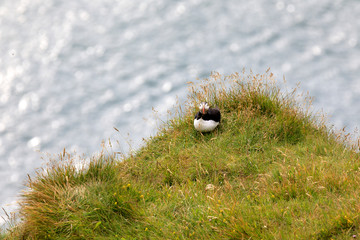 Vik / Iceland - August 15, 2017: Puffins at Dyrholaey promontory, Vik, Iceland, Europe