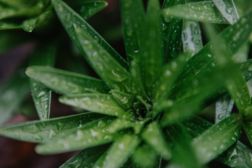 Rain drops on plants
