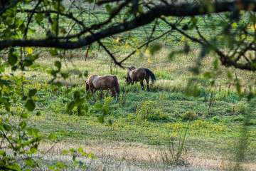 horses wandering around a ranch and grazing at dusk