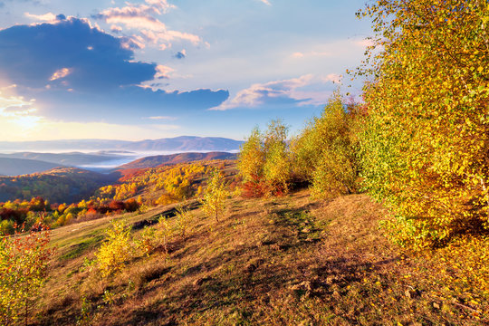 autumn sunrise in mountainous countryside. trees in golden foliage on the meadow in weathered grass. distant valley full of fog.  ridge on the horizon. clouds on the sky in morning light