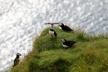 Vik / Iceland - August 15, 2017: Puffins at Dyrholaey promontory, Vik, Iceland, Europe