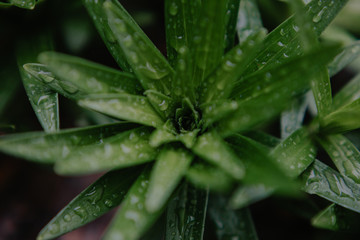 Rain drops on plants