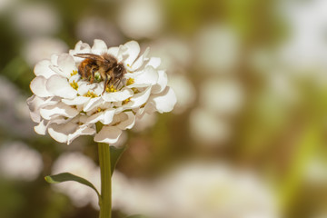 Eine Wildbiene Rostrote Mauerbiene sitzt auf einer weißen Schleifenblume