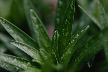 Rain drops on plants