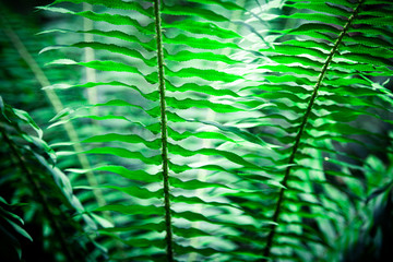 A beautiful green fern closeup